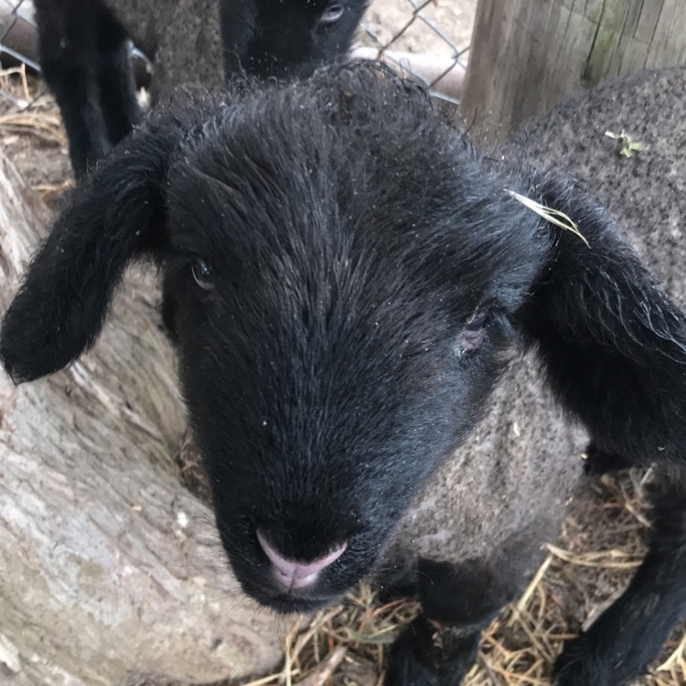Meet your Posher, Jasmine
